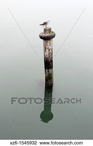 Seagull perching on wooden post, Morro Bay, California, USA View Large Photo Image Stock Image - Seagull perching on wooden post, Morro Bay, California, USA. Fotosearch