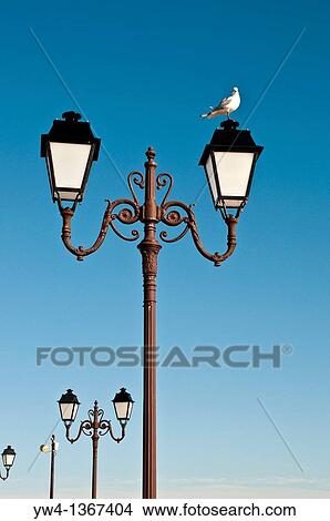 Seagull standing on lamppost, Saintes-Maries-de-la-Mer, Southern France View Large Photo Image Picture - Seagull standing on lamppost, Saintes-Maries-de-la-Mer, Southern France. Fotosearch