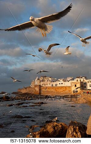 Seagulls, Essaouira, Morocco. View Large Photo Image Stock Photo - Seagulls, Essaouira, Morocco.. Fotosearch