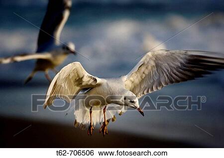 Seagulls flying in winter View Large Photo Image Stock Photograph - Seagulls flying in winter. Fotosearch