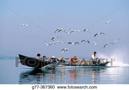 Seagulls following boat on lake. Inle Lake. Shan State. Myanmar. View Large Photo Image Stock Image - Seagulls following boat on lake. Inle Lake. Shan State. Myanmar.. Fotosearch