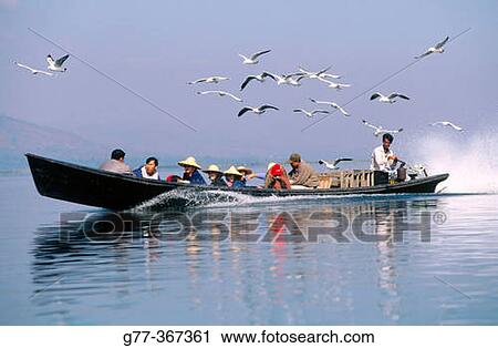 Seagulls following boat on lake. Inle Lake. Shan State. Myanmar. View Large Photo Image Stock Image - Seagulls following boat on lake. Inle Lake. Shan State. Myanmar.. Fotosearch