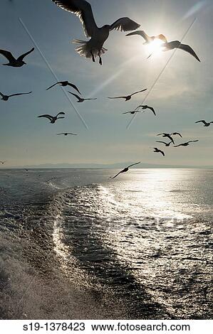 Seagulls, Hokkaido, Japan. View Large Photo Image Stock Image - Seagulls, Hokkaido, Japan.. Fotosearch