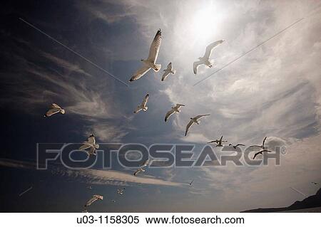 Stock Photography - seagulls Mediterranean Sea Spain. Fotosearch