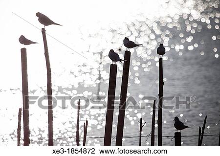 Seagulls on poles, Albufera de Val? ncia, Valencian Community, Spain. View Large Photo Image Stock Image - Seagulls on poles, Albufera de Val? ncia, Valencian Community, Spain.. Fotosearch