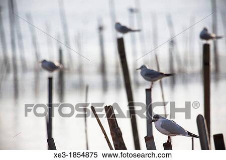 Seagulls on poles, Albufera de Val? ncia, Valencian Community, Spain. View Large Photo Image Stock Photography - Seagulls on poles, Albufera de Val? ncia, Valencian Community, Spain.. Fotosearch
