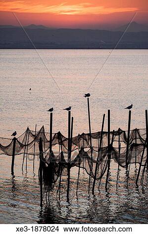 Picture - Seagulls on poles, evening, Albufera de Val? ncia, Valencian Community, Spain.. Fotosearch