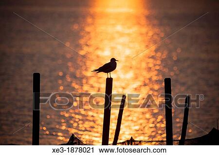Seagulls on poles, evening, Albufera de Val? ncia, Valencian Community, Spain. View Large Photo Image Stock Image - Seagulls on poles, evening, Albufera de Val? ncia, Valencian Community, Spain.. Fotosearch