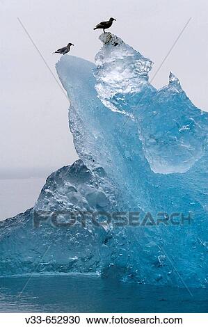 Stock Image - Seagulls ontop an iceberg in the Tracy Arm in Alaska, USA. Fotosearch
