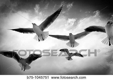 Seagulls View Large Photo Image Stock Image - Seagulls. Fotosearch