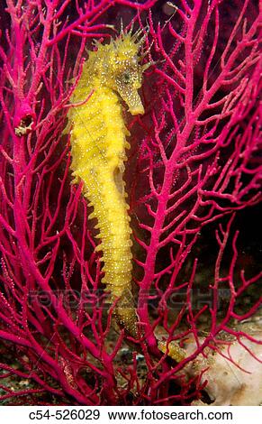 Seahorse (Hippocampus guttulatus). Galicia, Spain View Large Photo Image Stock Photo - Seahorse (Hippocampus guttulatus). Galicia, Spain. Fotosearch
