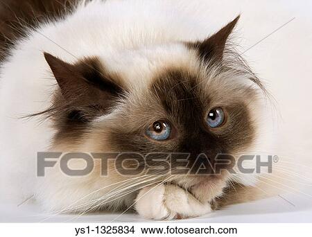 SEAL BIRMANESE CAT View Large Photo Image Picture - SEAL BIRMANESE CAT. Fotosearch