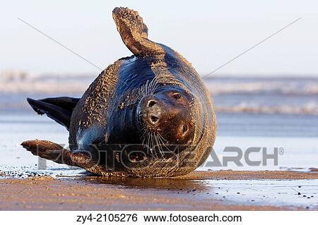 Seal grey (Halichoerus grypus) Donna Nook National Nature Reserve, Lincolnshile, England, U. K., Europe. View Large Photo Image Stock Photograph - Seal grey (Halichoerus grypus) Donna Nook National Nature Reserve, Lincolnshile, England, U. K., Europe.. Fotosearch