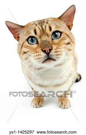 Stock Photo - SEAL MINK TABBY BENGAL DOMESTIC CAT. Fotosearch