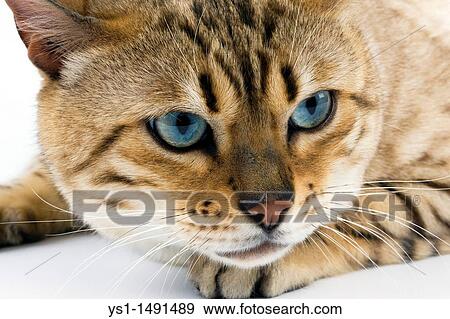 Seal Mink Tabby Bengal Domestic Cat, Portrait of Male against White Background View Large Photo Image Stock Photo - Seal Mink Tabby Bengal Domestic Cat, Portrait of Male against White Background. Fotosearch