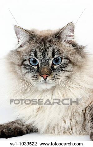 Seal Tabby Point Neva Masquerade Siberian Domestic Cat Portrait Of Against White Background Stock Image Ys1 Fotosearch