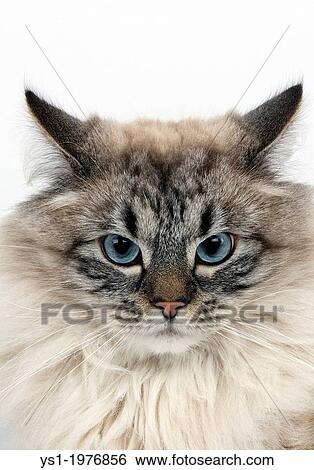 Seal Tabby Point Neva Masquerade Siberian Domestic Cat Portrait Of Male Against White Background Stock Photograph Ys1 Fotosearch