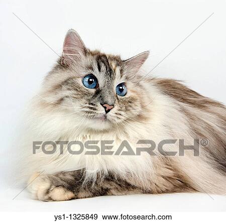 Stock Photo - SEAL TABBY POINT WITH WHITE SIBERIAN CAT, FEMALE AGAINST WHITE BACKGROUND. Fotosearch