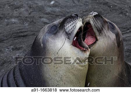 Seals, Gold Harbour, South Georgia island, South Georgia Islands, Antarctica View Large Photo Image Stock Photo - Seals, Gold Harbour, South Georgia island, South Georgia Islands, Antarctica. Fotosearch