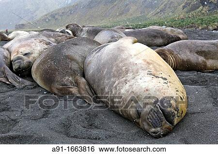 Seals, Gold Harbour, South Georgia island, South Georgia Islands, Antarctica View Large Photo Image Stock Photograph - Seals, Gold Harbour, South Georgia island, South Georgia Islands, Antarctica. Fotosearch