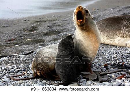 Seals, South Georgia island, South Georgia Islands, Antarctica View Large Photo Image Picture - Seals, South Georgia island, South Georgia Islands, Antarctica. Fotosearch