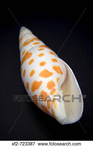 Seashell View Large Photo Image Stock Photo - Seashell. Fotosearch