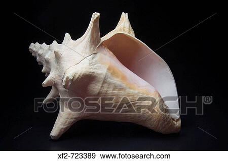 Stock Photo - Seashell. Fotosearch