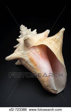 Seashell View Large Photo Image Stock Photograph - Seashell. Fotosearch
