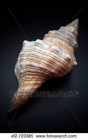 Seashell View Large Photo Image Stock Photography - Seashell. Fotosearch