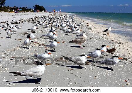Seashells and royal terns on the beach at Sanibel Island, Florida, USA View Large Photo Image Stock Image - Seashells and royal terns on the beach at Sanibel Island, Florida, USA. Fotosearch