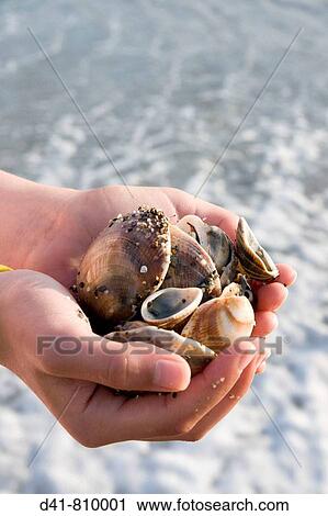Seashells handfull View Large Photo Image Stock Image - Seashells handfull. Fotosearch