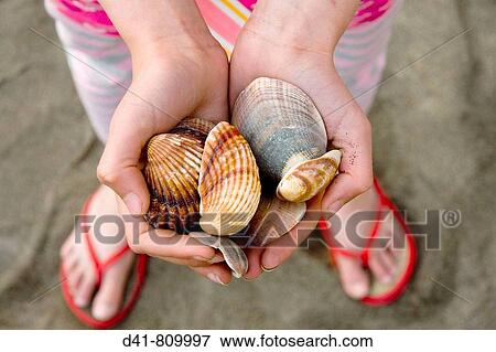 Seashells handfull View Large Photo Image Stock Photo - Seashells handfull. Fotosearch