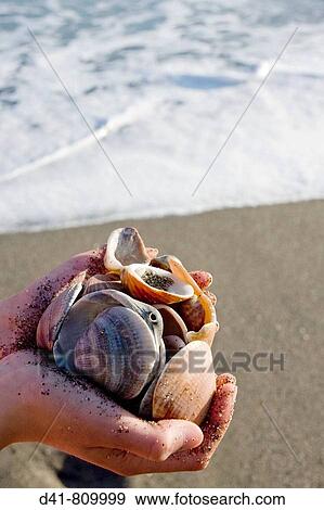 Seashells handfull View Large Photo Image Stock Photo - Seashells handfull. Fotosearch