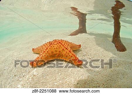 Seastar on a sandy bottom. San Blas Islands. View Large Photo Image Stock Photo - Seastar on a sandy bottom. San Blas Islands.. Fotosearch