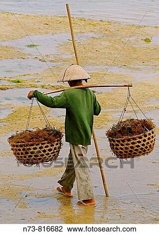 Seaweed farming, Nusa Lembongan, Indonesia View Large Photo Image Stock Image - Seaweed farming, Nusa Lembongan, Indonesia. Fotosearch
