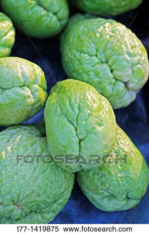 Sechium edule, Cucurbitaceae, Chayote, Vegetable Pear, Choko, Chow Chow View Large Photo Image Stock Photography - Sechium edule, Cucurbitaceae, Chayote, Vegetable Pear, Choko, Chow Chow. Fotosearch