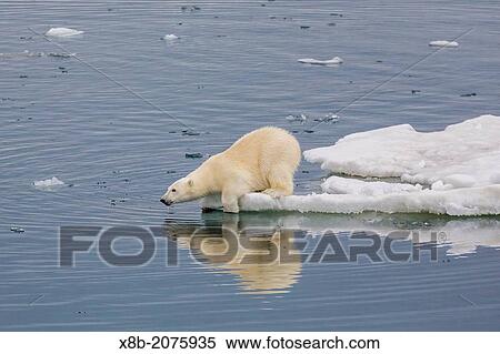 Second year polar bear cub, Ursus maritimus, on ice in Olgastretet off Barentsoya, Svalbard, Norway. View Large Photo Image Stock Photography - Second year polar bear cub, Ursus maritimus, on ice in Olgastretet off Barentsoya, Svalbard, Norway.. Fotosearch