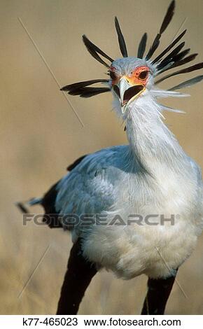 Stock Image - Secretary Bird (Sagittarius serpentarius). Masai Mara G. R., Kenya. Fotosearch