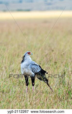 Stock Photo - Secretary bird (Sagittarius serpentarius) standing in tall grass, Maasai Mara National Reserve, Rift Valley, Kenya, Africa.. Fotosearch