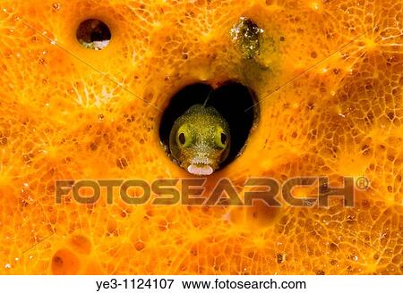 Secretary Blenny, Acanthemblemaria maria, pokes out of a heart shaped hole in Bonaire View Large Photo Image Stock Photo - Secretary Blenny, Acanthemblemaria maria, pokes out of a heart shaped hole in Bonaire. Fotosearch