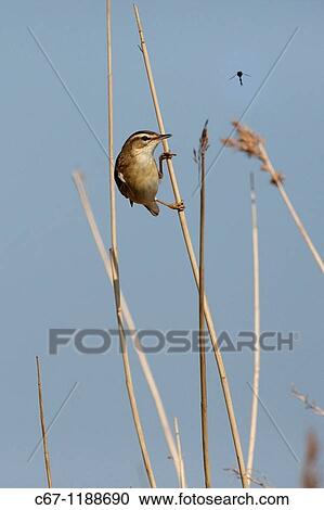 Stock Image - Sedge Warbler Acrocephalus schoenobaenus. Fotosearch