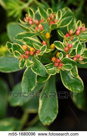 Sedum blossoms View Large Photo Image Stock Photograph - Sedum blossoms. Fotosearch