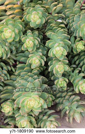 Sedum nussbaumerianum View Large Photo Image Stock Image - Sedum nussbaumerianum. Fotosearch