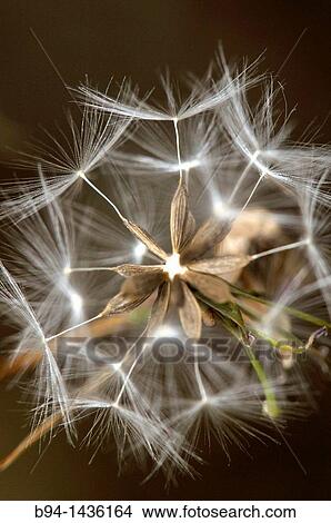 Seed head of Asteraceae plant, Osseja, Pyrenees-Orientales, Languedoc-Roussillon, France View Large Photo Image Picture - Seed head of Asteraceae plant, Osseja, Pyrenees-Orientales, Languedoc-Roussillon, France. Fotosearch