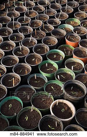 Seedlings growing in plastic pots in a commercial greenhouse, Laval, Quebec, Canada View Large Photo Image Stock Image - Seedlings growing in plastic pots in a commercial greenhouse, Laval, Quebec, Canada. Fotosearch