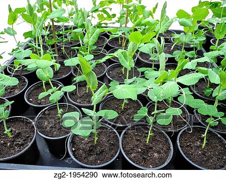Seedlings, young plants - these are peas ready to plant out. View Large Photo Image Stock Image - Seedlings, young plants - these are peas ready to plant out.. Fotosearch