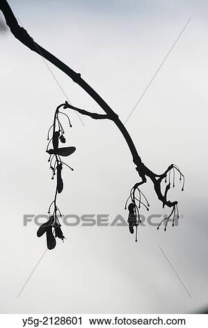 seeds on bare tree branches View Large Photo Image Stock Image - seeds on bare tree branches. Fotosearch