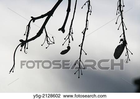 Stock Image - seeds on bare tree branches. Fotosearch