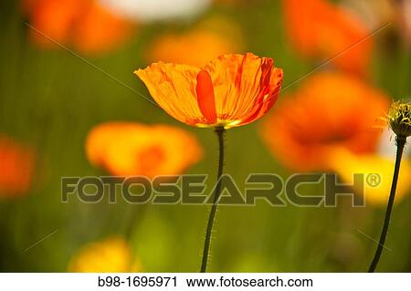 Selective focus on Orange California Poppies View Large Photo Image Stock Image - Selective focus on Orange California Poppies. Fotosearch