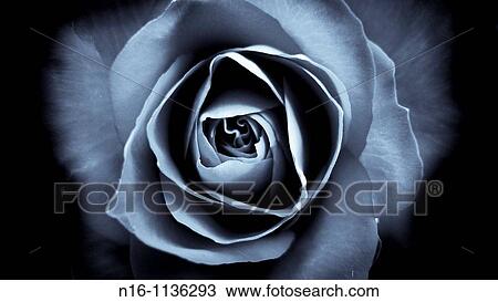 Stock Image - Selenium Toned Rose. Fotosearch
